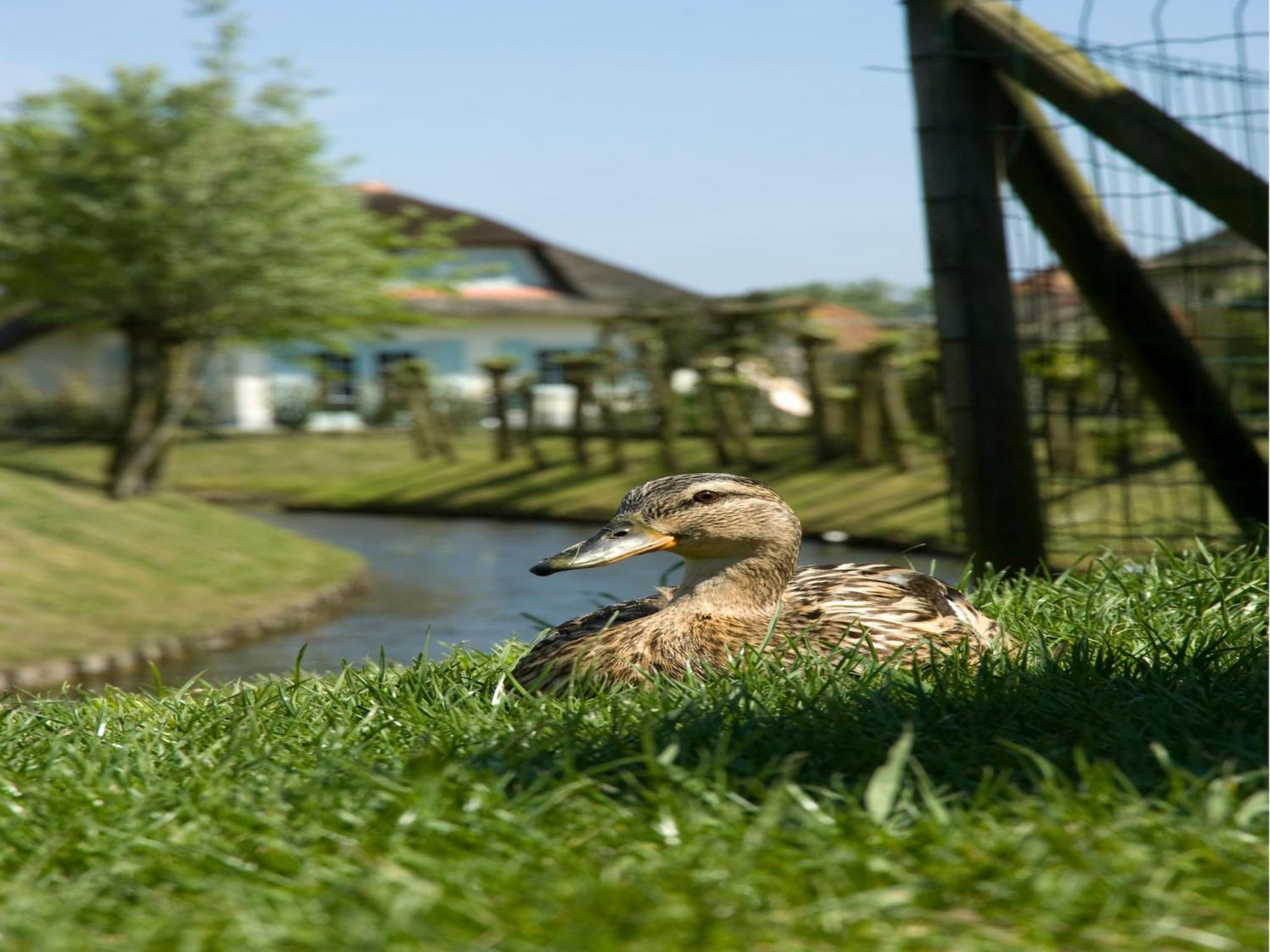 Comfortable Villa With Wifi, Sea At 1 Km In Cosy Domburg Exterior foto